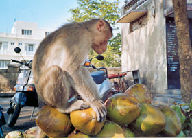 Wheel of India Gruppe