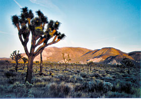 Joshua tree in der Wüste