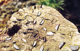 Heiliger Münzen-Baum