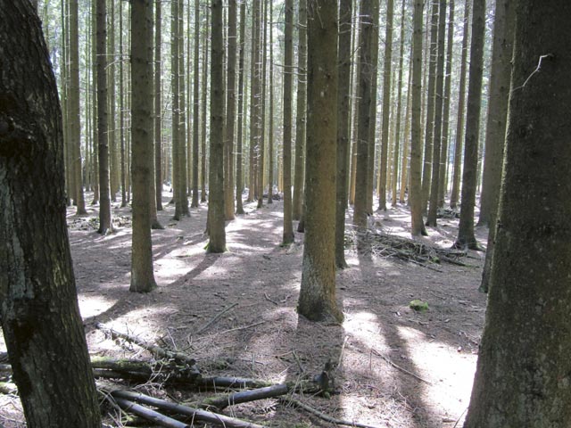 Undurchdringlicher Hürtgenwald