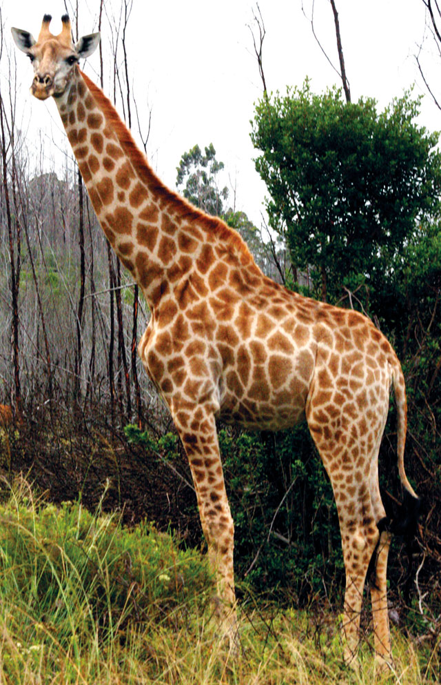 Südafrika mit Graveltravel