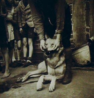 Der arme erlegter Wolf - ein Würger?