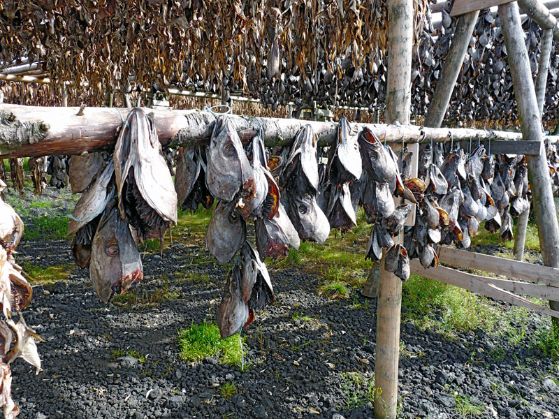 Troknungsanlage für Fischköpfe