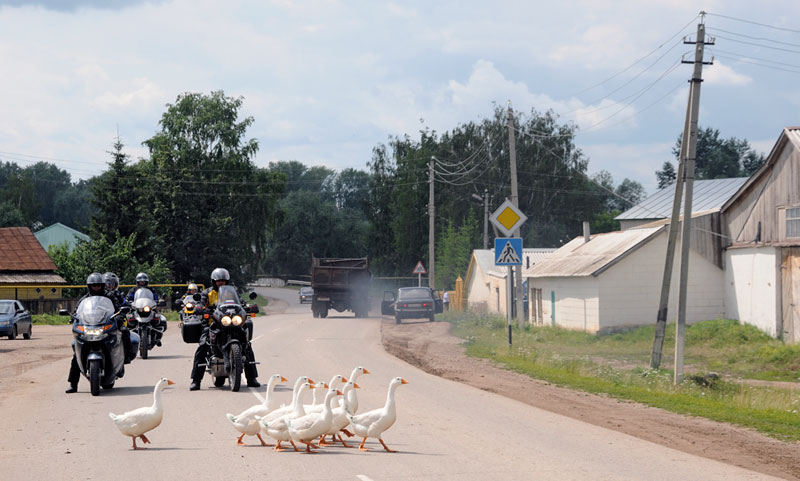 Tierische Begegnung - Motorrad-Russlandreise