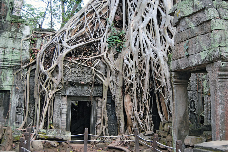 Ueberwucherte-Anlage