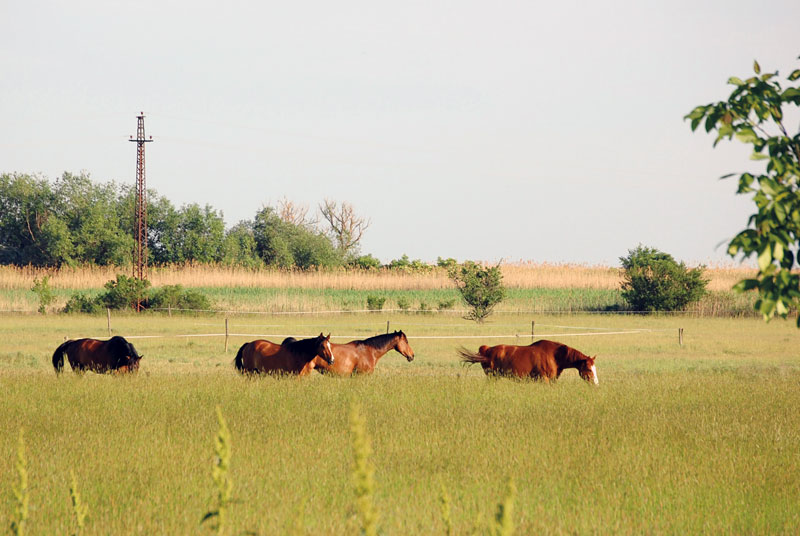Ungarn: Frei laufende Pferde in der Puszta