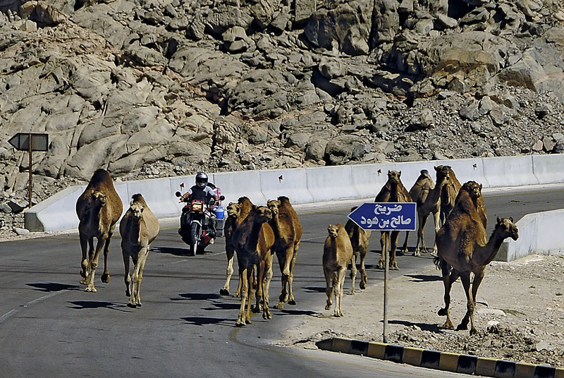 Motorradreise Oman Kamele