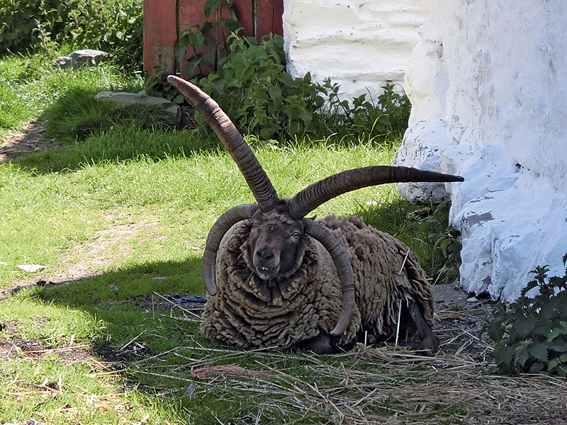 Manx Loaghtan Schaf