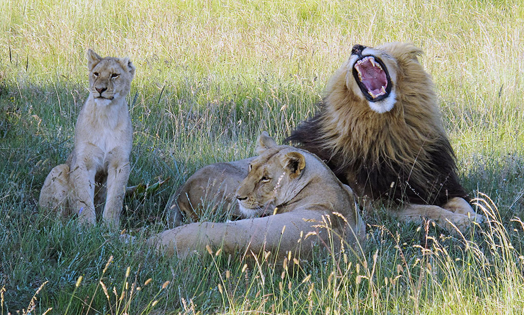 Reisebericht Suedafrika mit Leihmotorrad 2