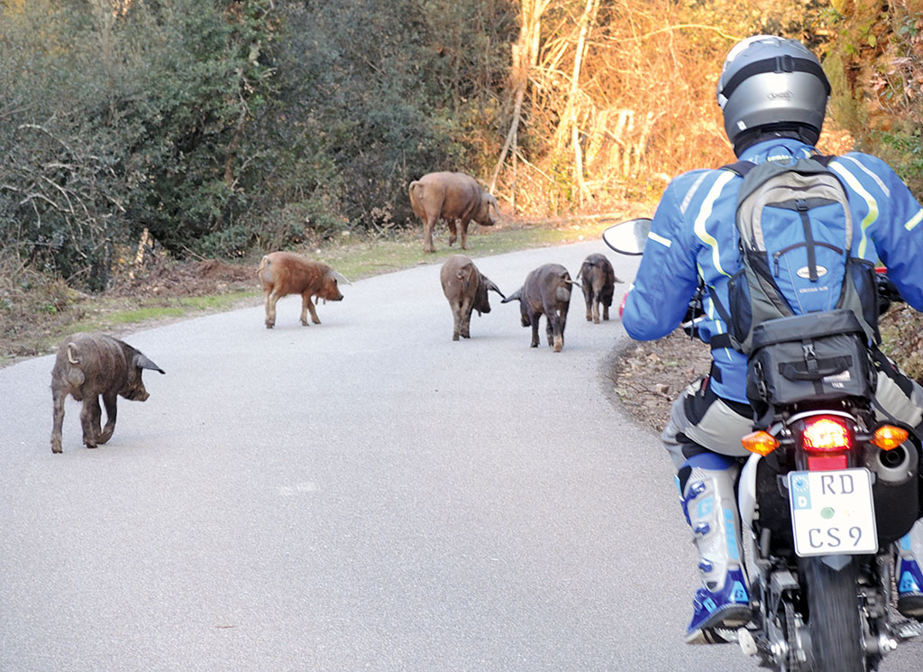 Endurotour Korsika lebendige Schweine