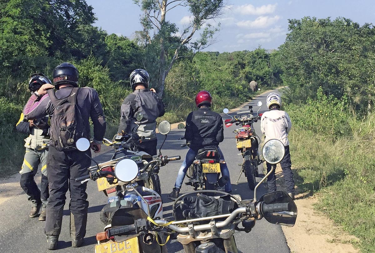 Vorsicht bei wilden Elefanten auf der Straße