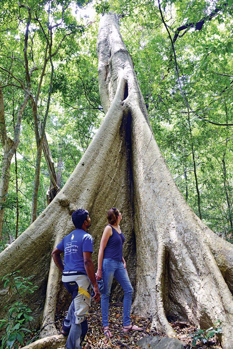 Sri Lanka bietet eine phantastische Natur