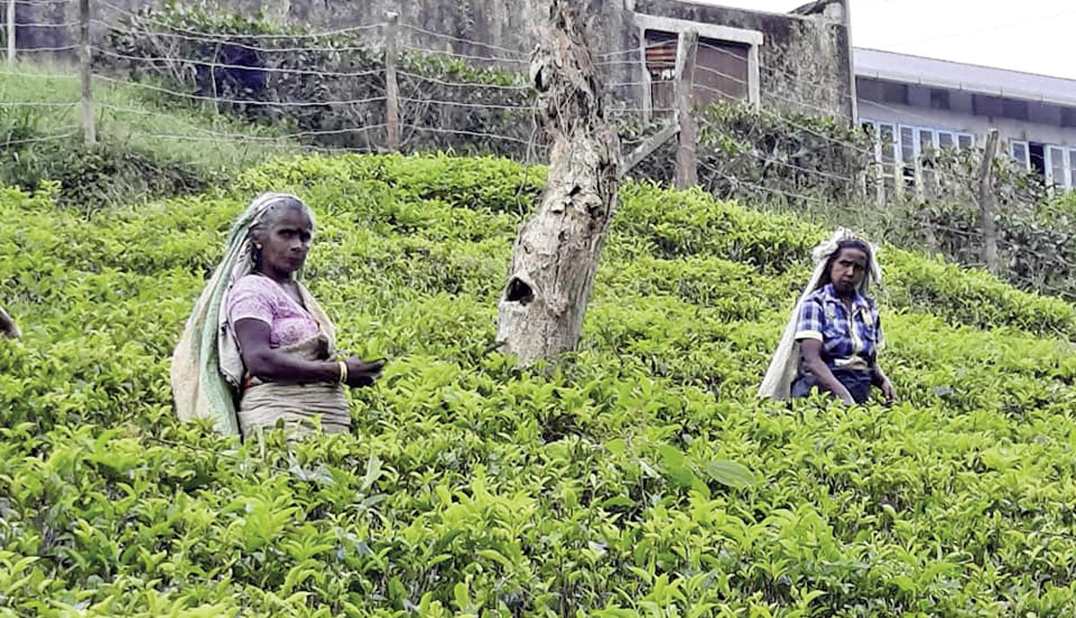 Harte Arbeit: Teepflückerinnen