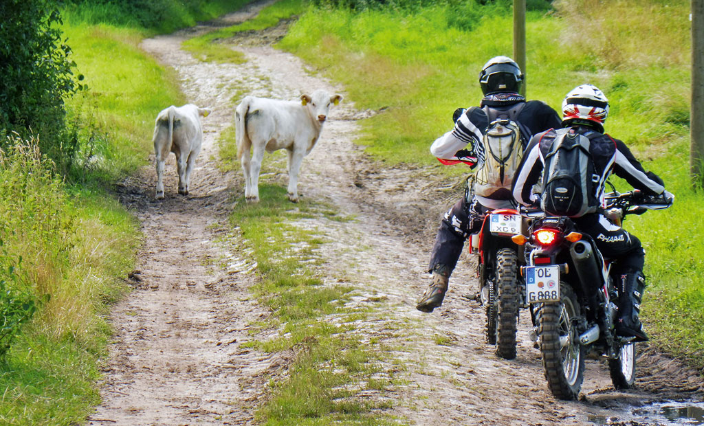 Ganz langsam, die Rinder weichen aus - Endurotour Mecklenburg Vorpommern