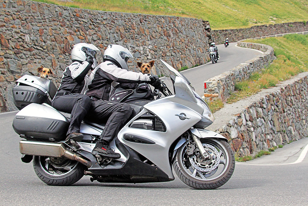 Hunde auf dem Motorrad