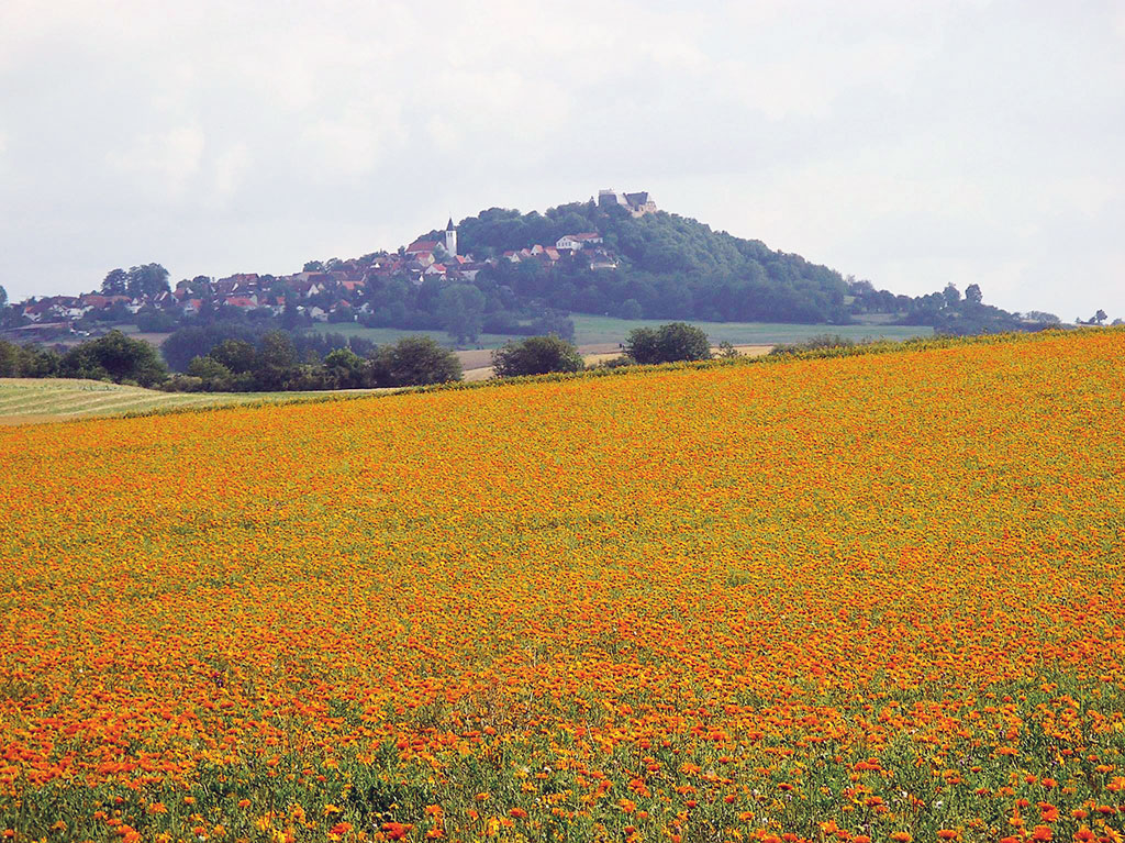 Blütenmeer im Odenwald