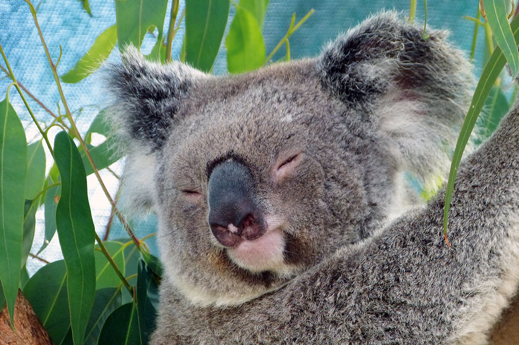 Koala in Australien - www.bikeandtravel.de