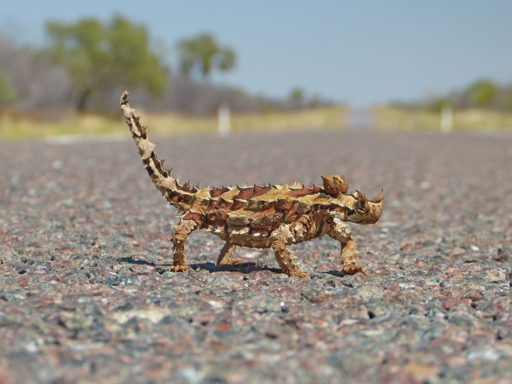 Wildlife in Australien - www.bikeandtravel.de