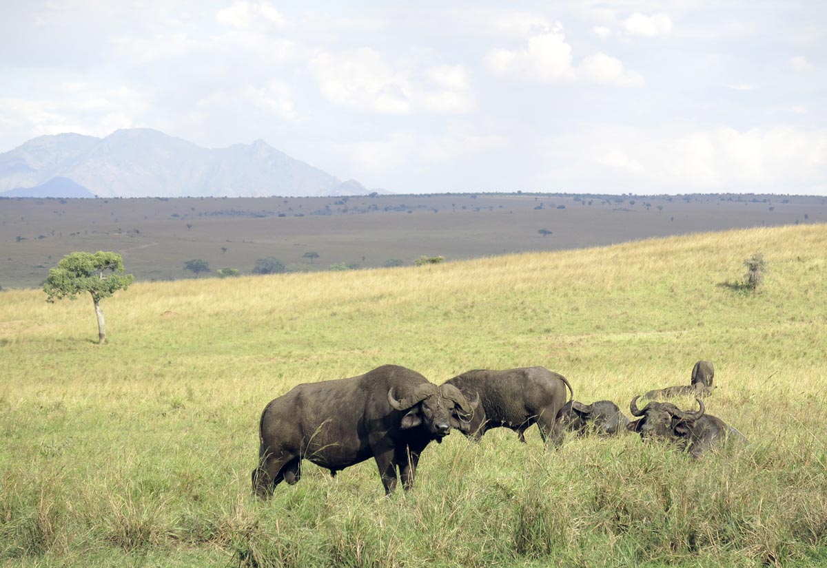Abstand zu den wilden Tieren halten 
