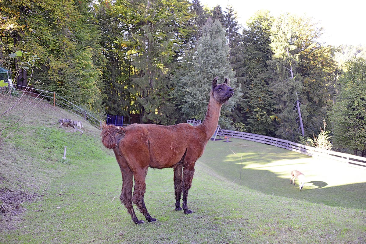 Lamas bei Harry's Bike Tours