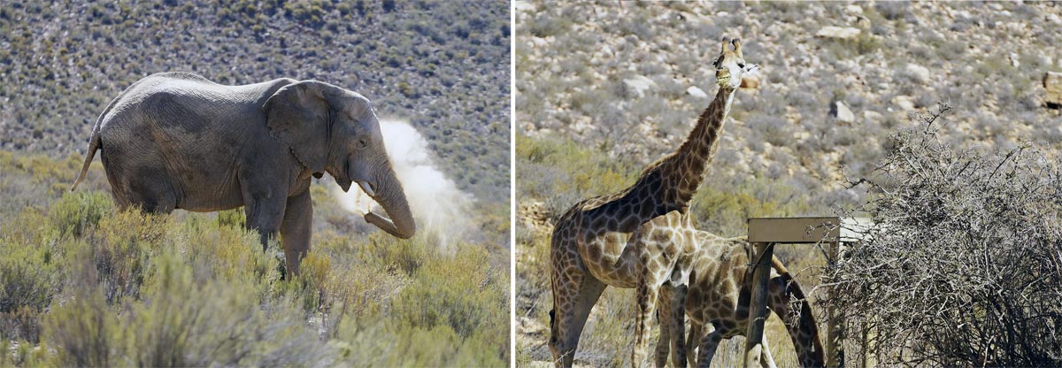 Fotosafari im Addo Elephant Park