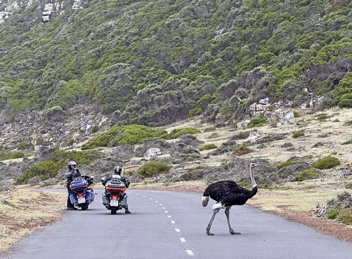 Gefiederte Begegnung auf der Straße