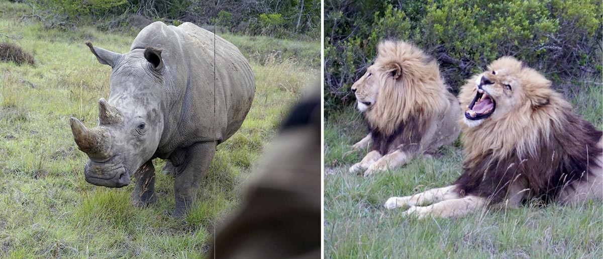 Cape Adventure auf Harley-Davidson