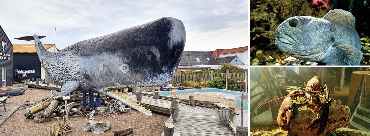 Besuch im Meerwasser-Aquarium