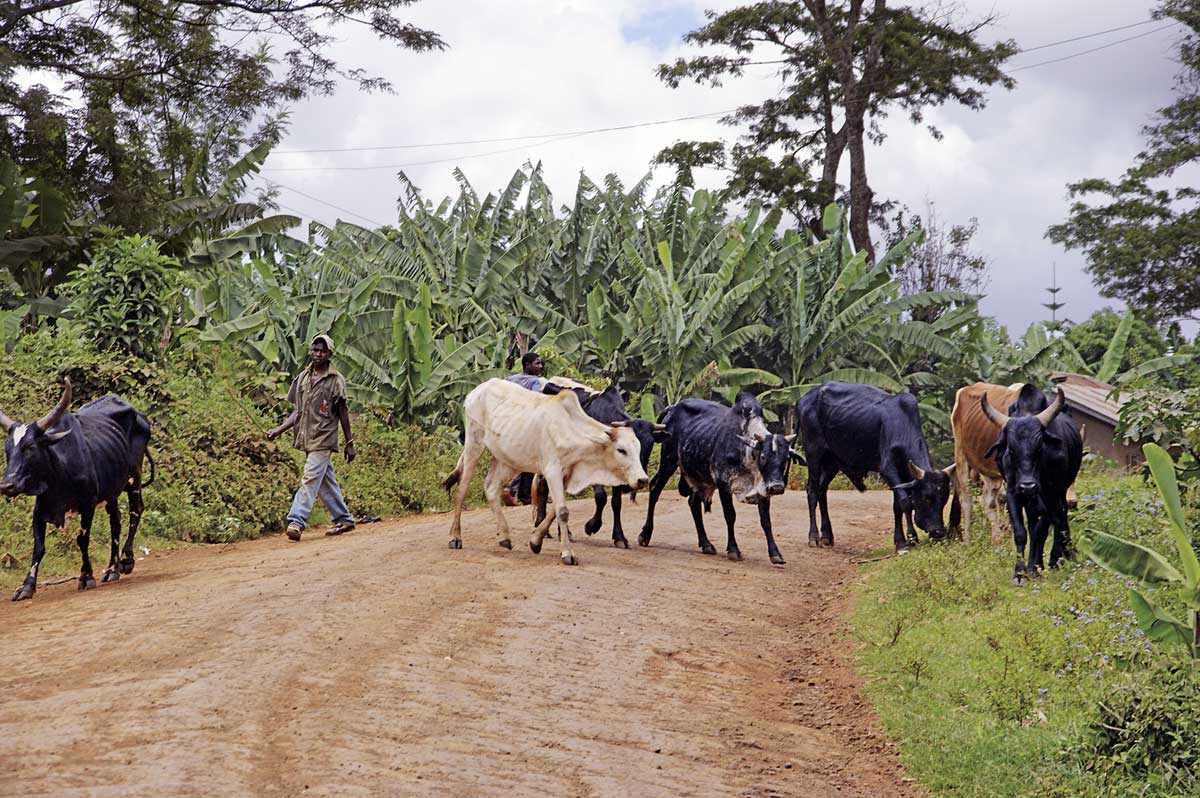 Kühe auf der "Fahrbahn" trifft man immer wieder mal an