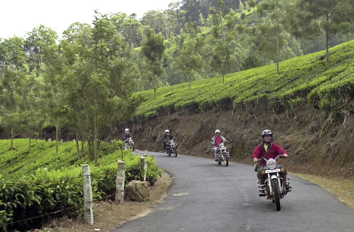 Cruisen zwischen Tee-Plantagen