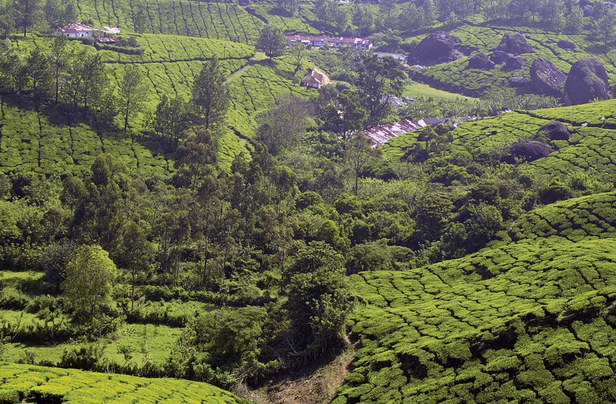 Tee, so weit das Auge reicht