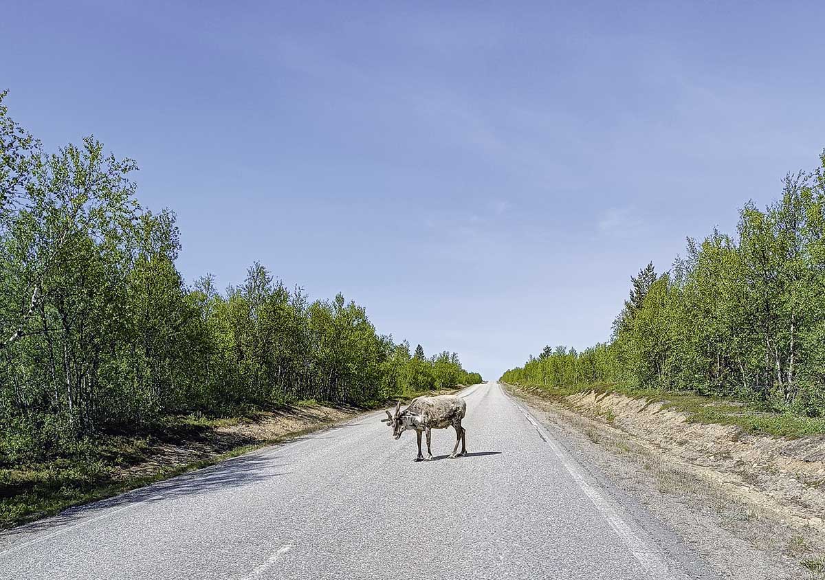 Vorsicht Wildwechsel: das erste Rentier wurde gesichtet