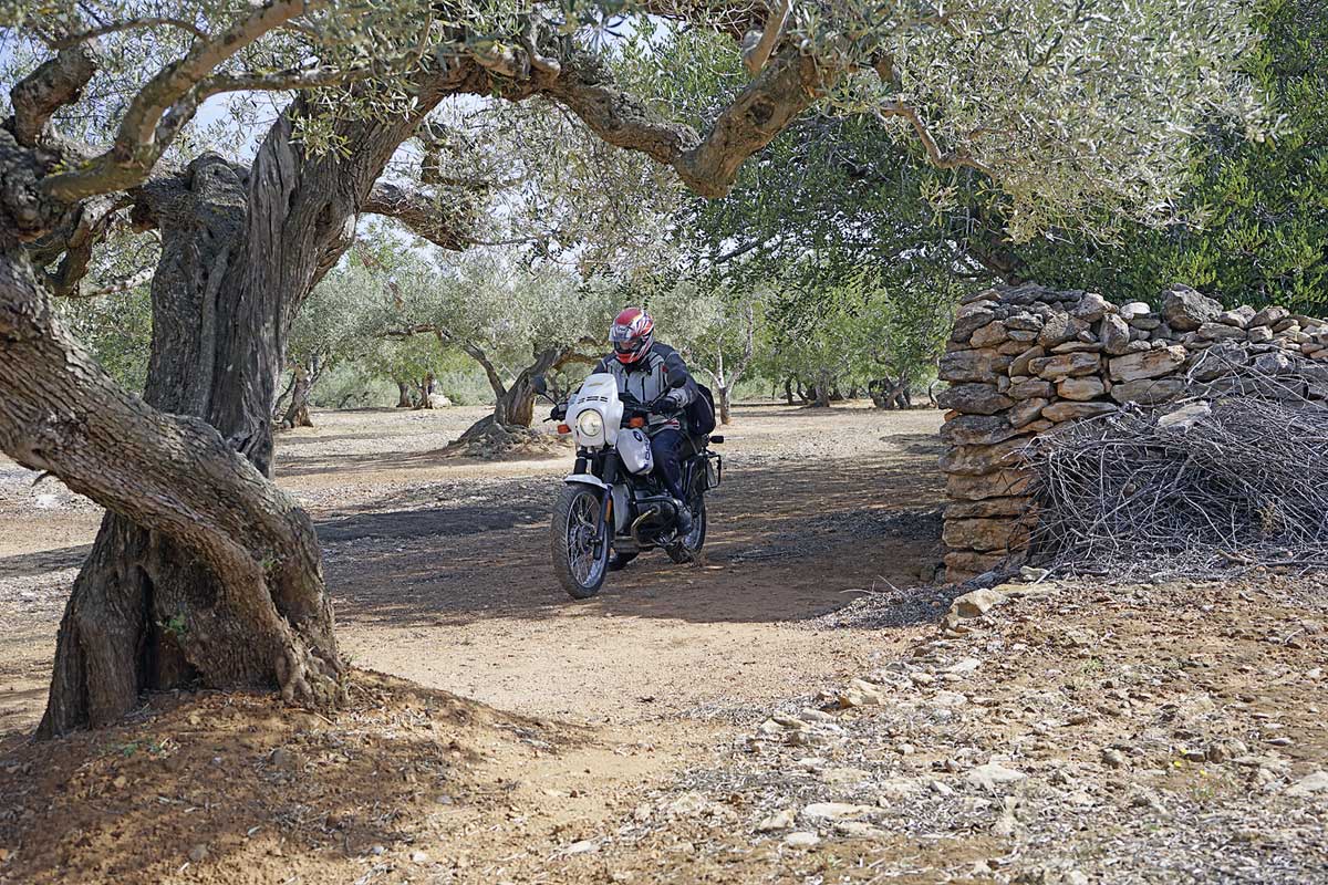 Immer wieder trifft man auf alte Olivenhaine