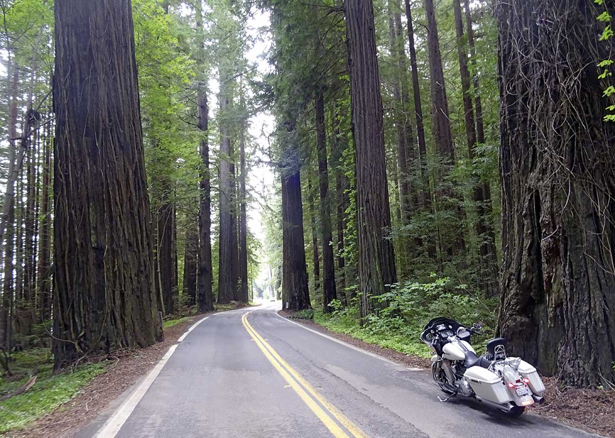 Beeindruckende Wälder
